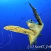 turtle_green_acl_ci_h_0055_cos1197_rv.jpg